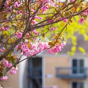 branches and pink flowers with a home in the background